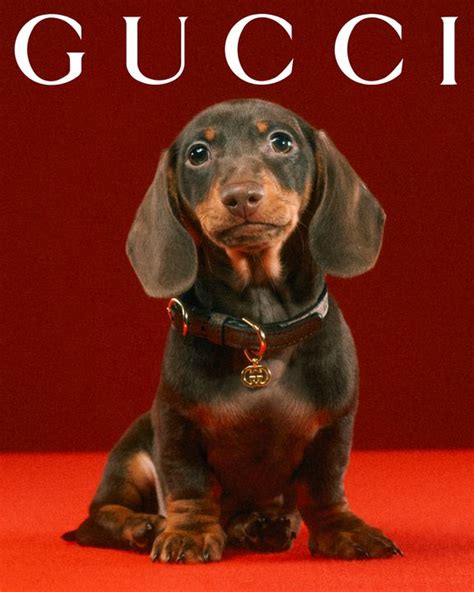 gucci pet slang.